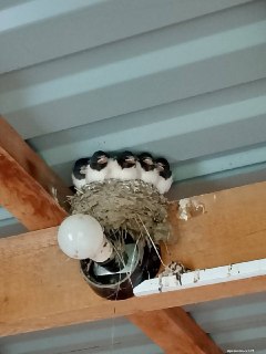 Маленькие ласточки появились в доме на Кий острове