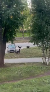 Опасные собаки на Комсомольской: будьте осторожны по ночам